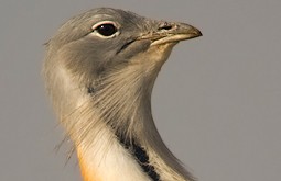 AVES (Palomas/Gallinaceas)