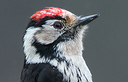 AVES (Piciformes)