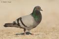 Paloma bravia (Columba livia)