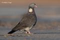 Paloma torcaz ( Columba palumbus)