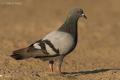 Paloma bravia (Columba livia)