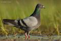 Paloma bravia (Columba livia)