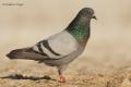 Paloma bravia (Columba livia)