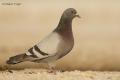 Paloma bravia (Columba livia)