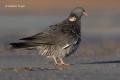 Paloma torcaz ( Columba palumbus)