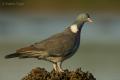 Paloma torcaz ( Columba palumbus)