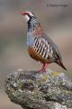 Perdiz roja  (Alectoris rufa)