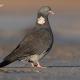 Paloma torcaz ( Columba palumbus)