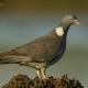 Descripción: Paloma torcaz ( Columba palumbus)