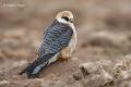 Cernicalo patirrojo (Falco vespertinus)
