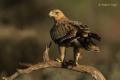 Águila imperial Ibérica (Aquila adalberti)