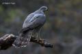 Azor (Accipiter gentilis)