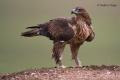 Aguila perdicera (Aquila fasciata)