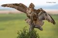 Ratonero común  (Buteo buteo)