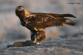 Águila imperial Ibérica (Aquila adalberti)