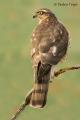 Gavilán (Accipiter nisus)