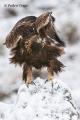 Águila real (Aguila chrysaetos)