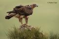 Aguila perdicera (Aquila fasciata)