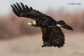 Águila imperial Ibérica (Aquila adalberti)