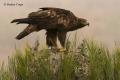 Águila real (Aguila chrysaetos)