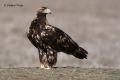 Águila imperial Ibérica (Aquila adalberti)