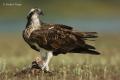 Aguila pescadora (Pandion haliaetus)