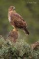 Ratonero común  (Buteo buteo)