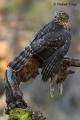 Azor (Accipiter gentilis)