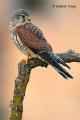 Cernicalo Vulgar (Falco tinnunculus)