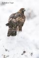 Águila real (Aguila chrysaetos)