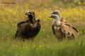 Buitre leonado (Gyps fulvus)