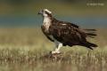 Aguila pescadora (Pandion haliaetus)