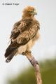 Aguila calzada (Hieraaetus pennatus)