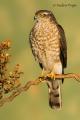 Gavilán (Accipiter nisus)