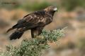 Águila real (Aguila chrysaetos)