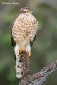 Gavilán (Accipiter nisus)