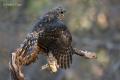 Azor (Accipiter gentilis)