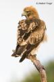 Aguila calzada (Hieraaetus pennatus)