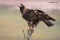 Águila imperial Ibérica (Aquila adalberti)