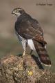 Azor (Accipiter gentilis)