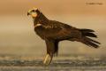 Aguilucho lagunero (Circus aeruginosus)