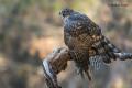 Azor (Accipiter gentilis)