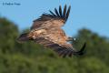 Buitre leonado (Gyps fulvus)