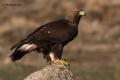 Águila real (Aguila chrysaetos)