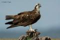 Aguila pescadora (Pandion haliaetus)