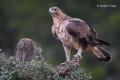 Aguila perdicera (Aquila fasciata)