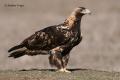 Águila imperial Ibérica (Aquila adalberti)