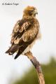 Aguila calzada (Hieraaetus pennatus)