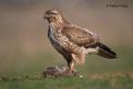 Ratonero común  (Buteo buteo)