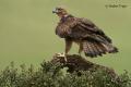 Aguila perdicera (Aquila fasciata)